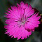 Dianthus granitopolitanus