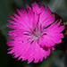 Dianthus granitopolitanus