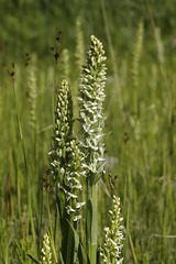 Bog Orchids