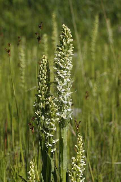 Bog Orchids