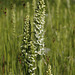 Bog Orchids