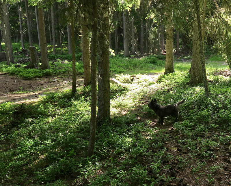 dans la fraicheur de la forêt