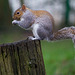 Squirrel balancing (2)