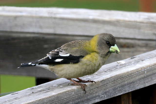 Evening Grosbeak