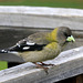 Evening Grosbeak