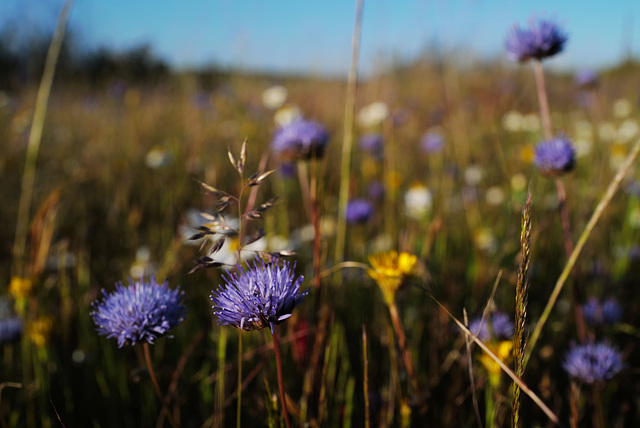 Jasione montana, Botão-azul, Penedos