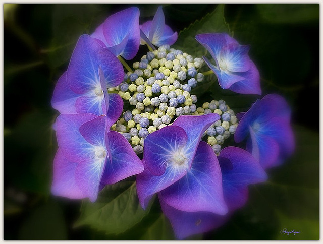 Hydrangea................ Bonne journée de 14 juillet !