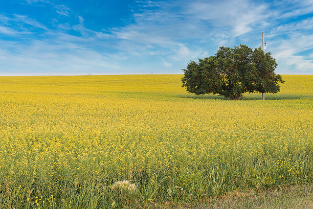 tree and pole in canola 3