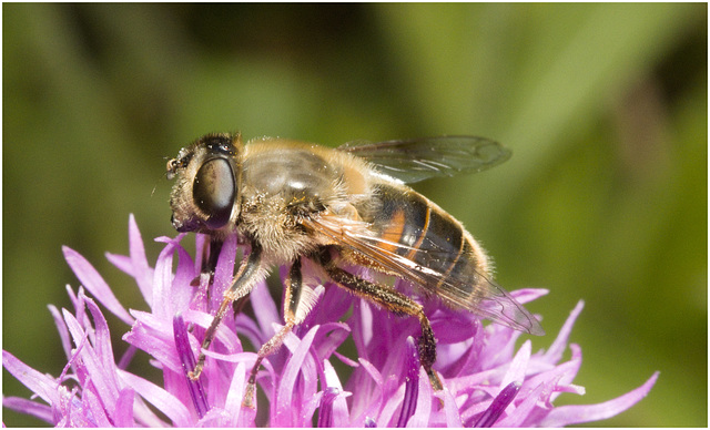 IMG 0642 Drone Hoverfly