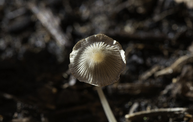 Common pleated Ink cap