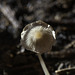 Common pleated Ink cap