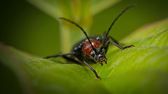 Der Blauschwarzee Kugelhalsbock (Dinoptera collaris) ist raufgekommen :)) The blue-black collared longhorn beetle (Dinoptera collaris) has come up :)) Le longicorne à collier bleu-noir (Dinoptera collaris) est apparu :))