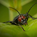 Der Blauschwarzee Kugelhalsbock (Dinoptera collaris) ist raufgekommen :)) The blue-black collared longhorn beetle (Dinoptera collaris) has come up :)) Le longicorne à collier bleu-noir (Dinoptera collaris) est apparu :))