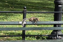 HBM - Central Park NY