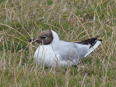 Black-headed Gull (5) - 29 July 2015