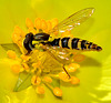 Hoverfly
