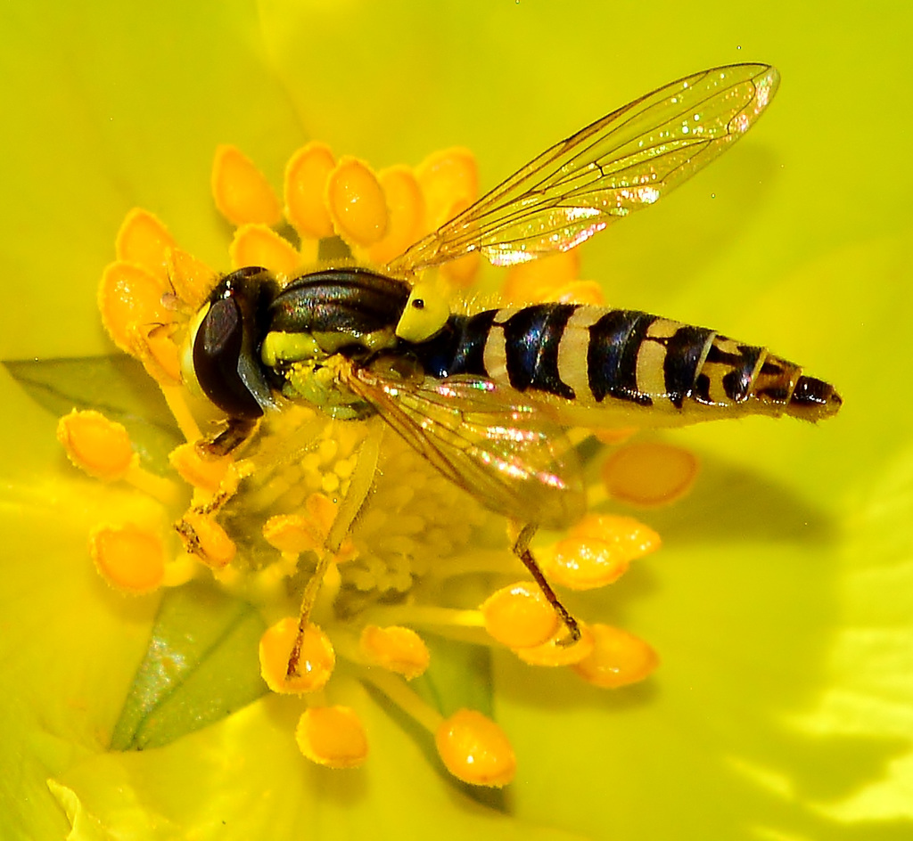 Hoverfly