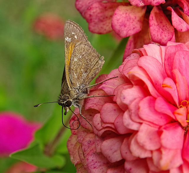 Sachem Skipper (Atalopedes campestris) on a Zinnia