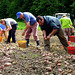 P1040158 - Emmental - Collecting Potatoes with bent Backs - Gebeugte Rücken bei der Kartoffelernte