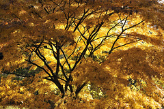 Sheffield Park in Autumn