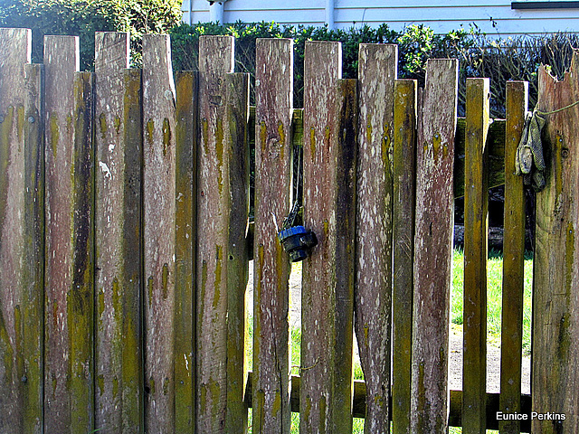 Stuck in the Fence.