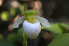 Sparrow's-egg Lady's Slipper