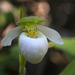 Sparrow's-egg Lady's Slipper