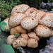 Scaly Pholiota / Pholiota squarrosa