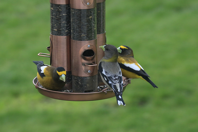 Evening Grosbeaks