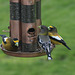 Evening Grosbeaks