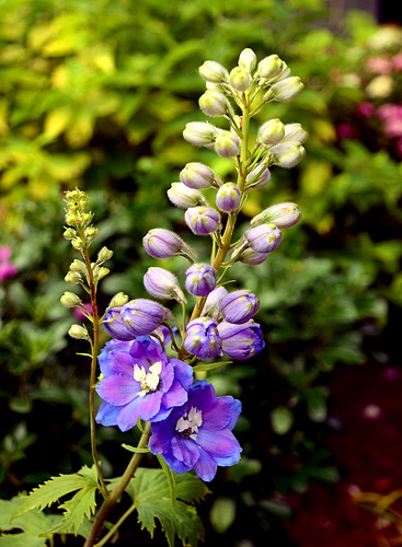 Delphinium