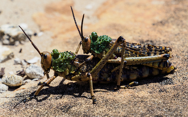 Südafrika Plettenberg Bay-Heuschrecken