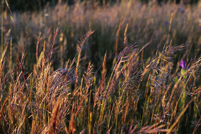 Aegilops triuncialis in the sunset, Penedos