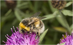 IMG 0657 Buff Tailed Bumblebee