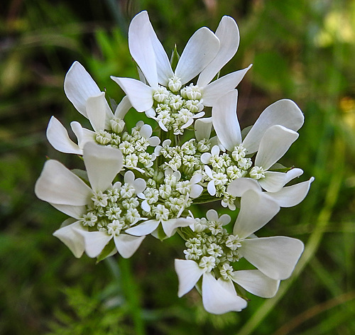 20230609 0835CPw [D~LIP] Strahlen-Breitsame (Orlaya grandiflora), Bad Salzuflen