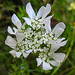 20230609 0835CPw [D~LIP] Strahlen-Breitsame (Orlaya grandiflora), Bad Salzuflen