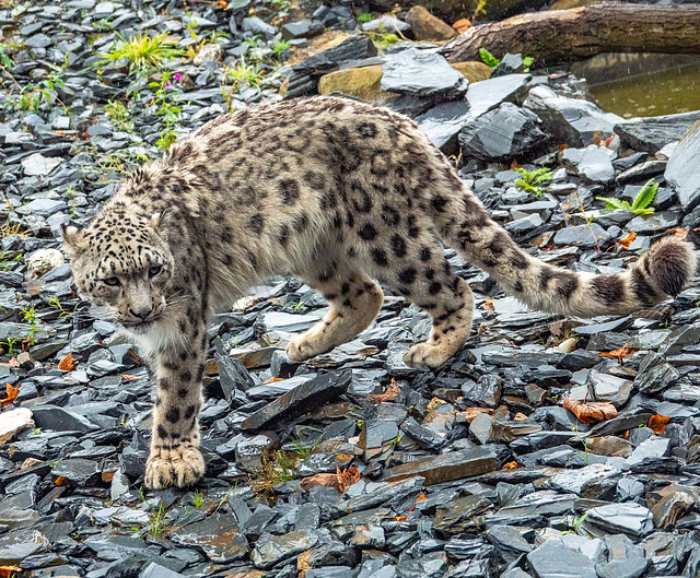 Snow leopard