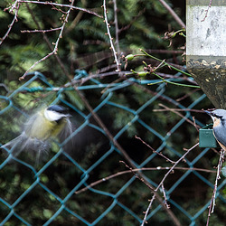 20141228 6076VRAw [D~RI] Rotkehlchen (Erithacus rubecula), Kohlmeise (Parus major), Kleiber (Sitta europaea), Rinteln