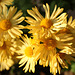 yellows