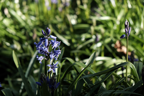 Bluebells 1