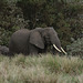 Ngorongoro, Elephant-mother and Elephant-child