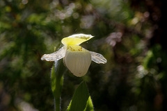 Sparrow's-egg Lady's Slipper