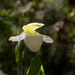 Sparrow's-egg Lady's Slipper