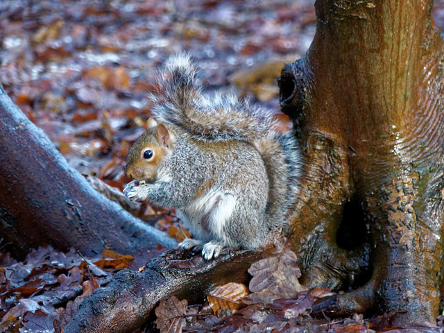 Squirrel breakfast