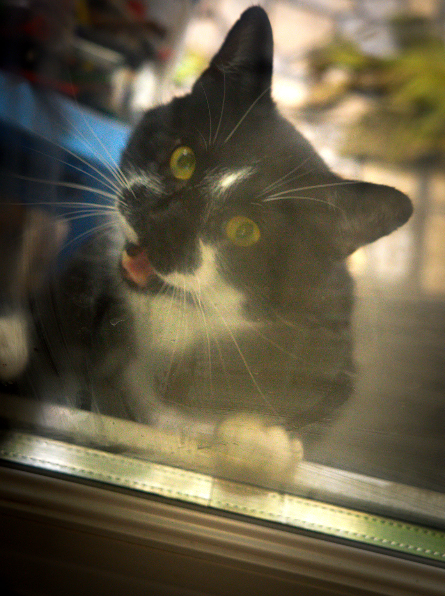 Meow!