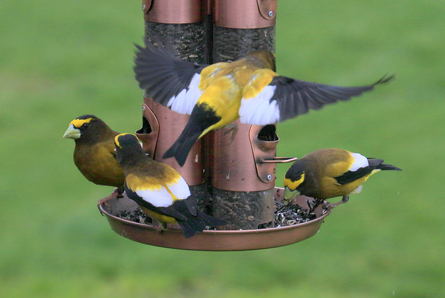 Evening Grosbeaks