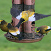 Evening Grosbeaks