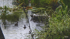 Moorhens in the rain