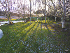 Winter afternoon shadows from the Himalayan Birches