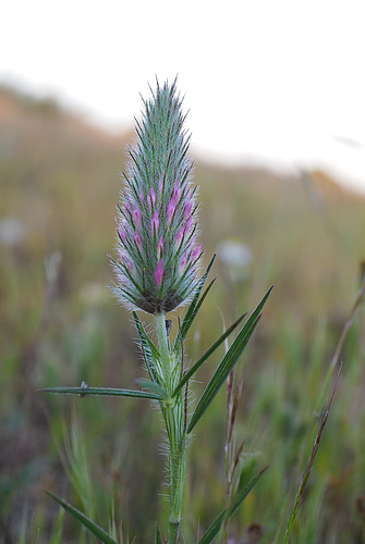 Trifolium angustifolium, Trevo-massaroco, Fabaceae, Penedos